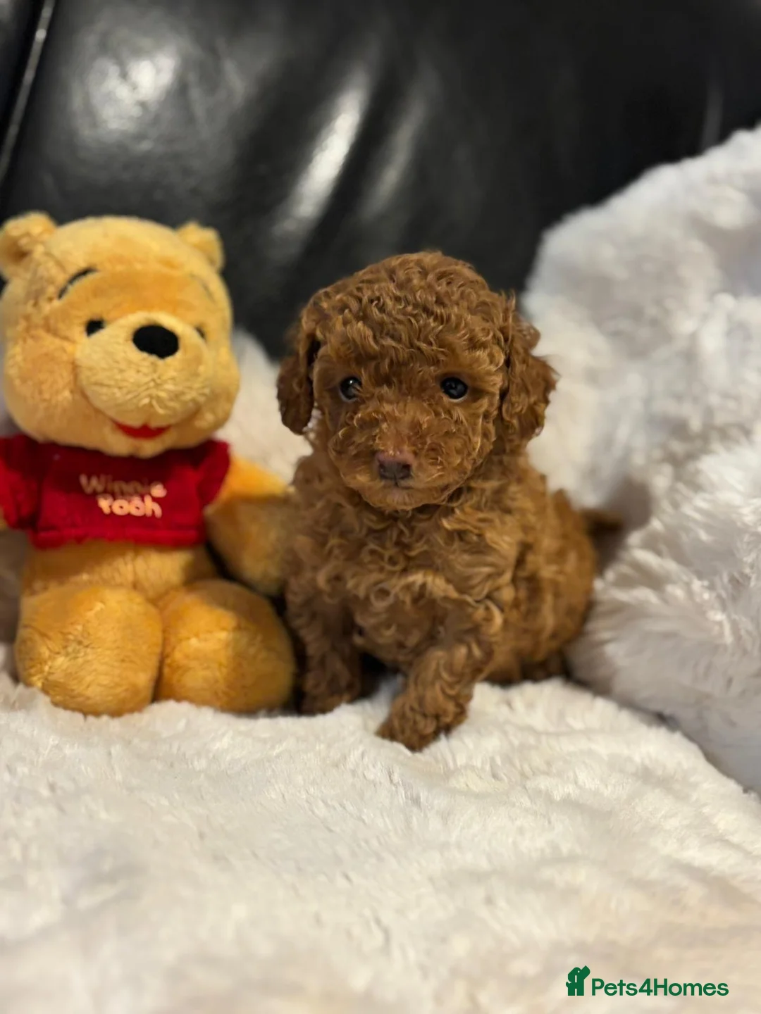 Toy Poodle dogs for sale: Stunning litter of toy poodles  - Advert 2
