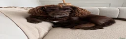 Cockapoo dogs for sale: F1B cockapoo puppies in Kilwinning - Advert 2