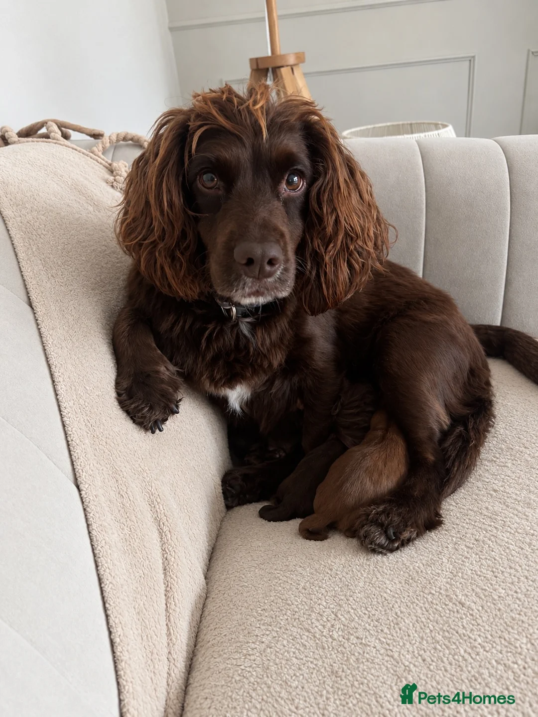 Cockapoo dogs for sale: F1B cockapoo puppies in Kilwinning - Advert 2