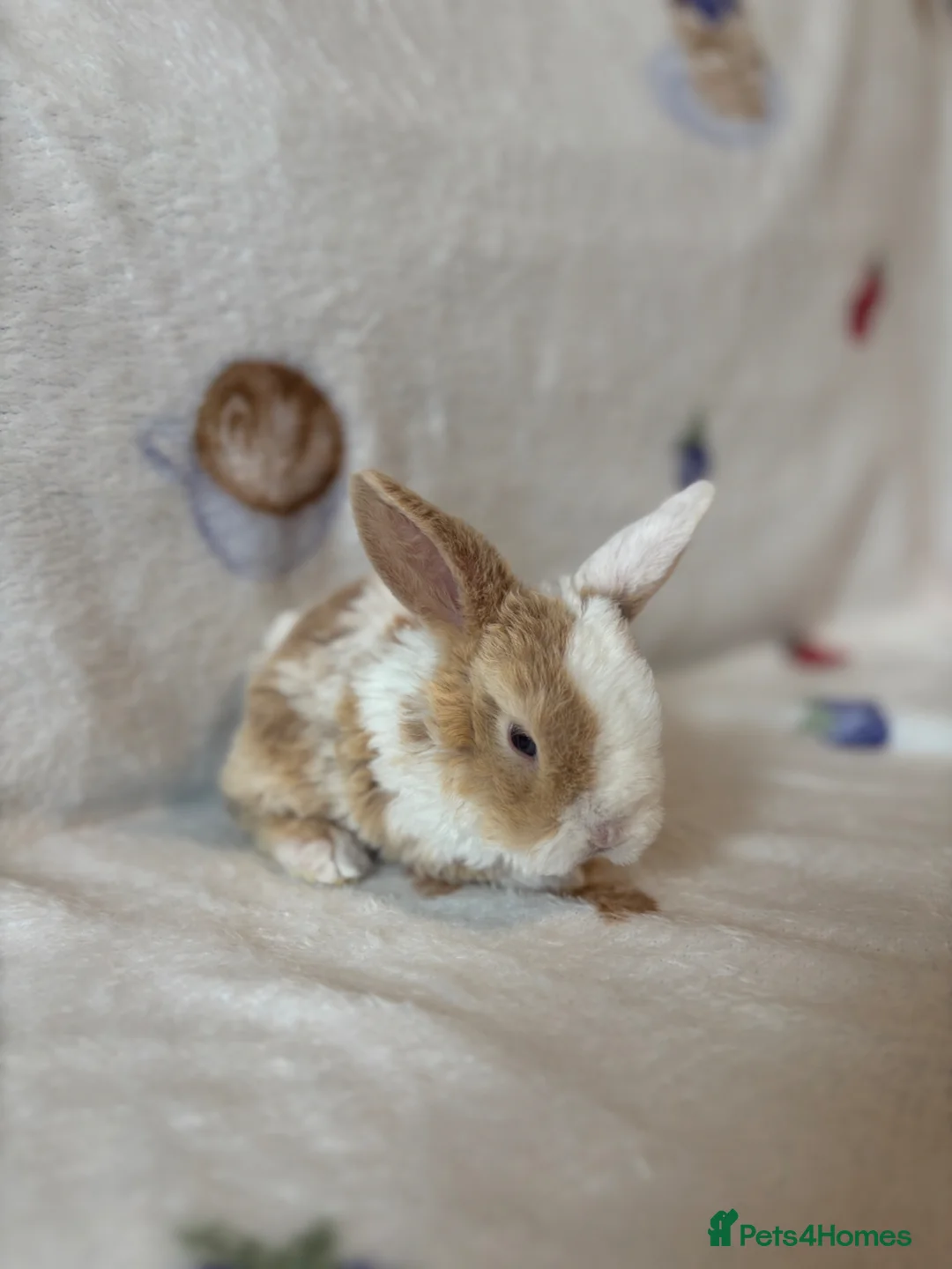 Mini Lop rabbits for sale: ✨Mini plush lop babies available to reserve ✨ - Advert 9