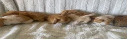 Mini Lop rabbits for sale: Mini Lionlop bunnies  - Advert 3