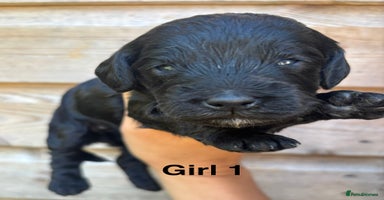 Cockapoo dogs - Advert 6