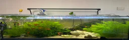 Snails fish for sale: Breeding Adult Gold Mystery Snails - Advert 10