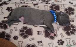 Staffordshire Bull Terrier dogs for sale: Male staffy ready 26th August - Image 3