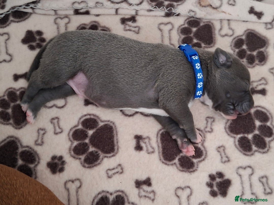 Staffordshire Bull Terrier dogs for sale: Male staffy ready 26th August - Image 3