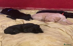 Labrador Retriever dogs for sale: Labrador puppies in Bridgend - Image 14
