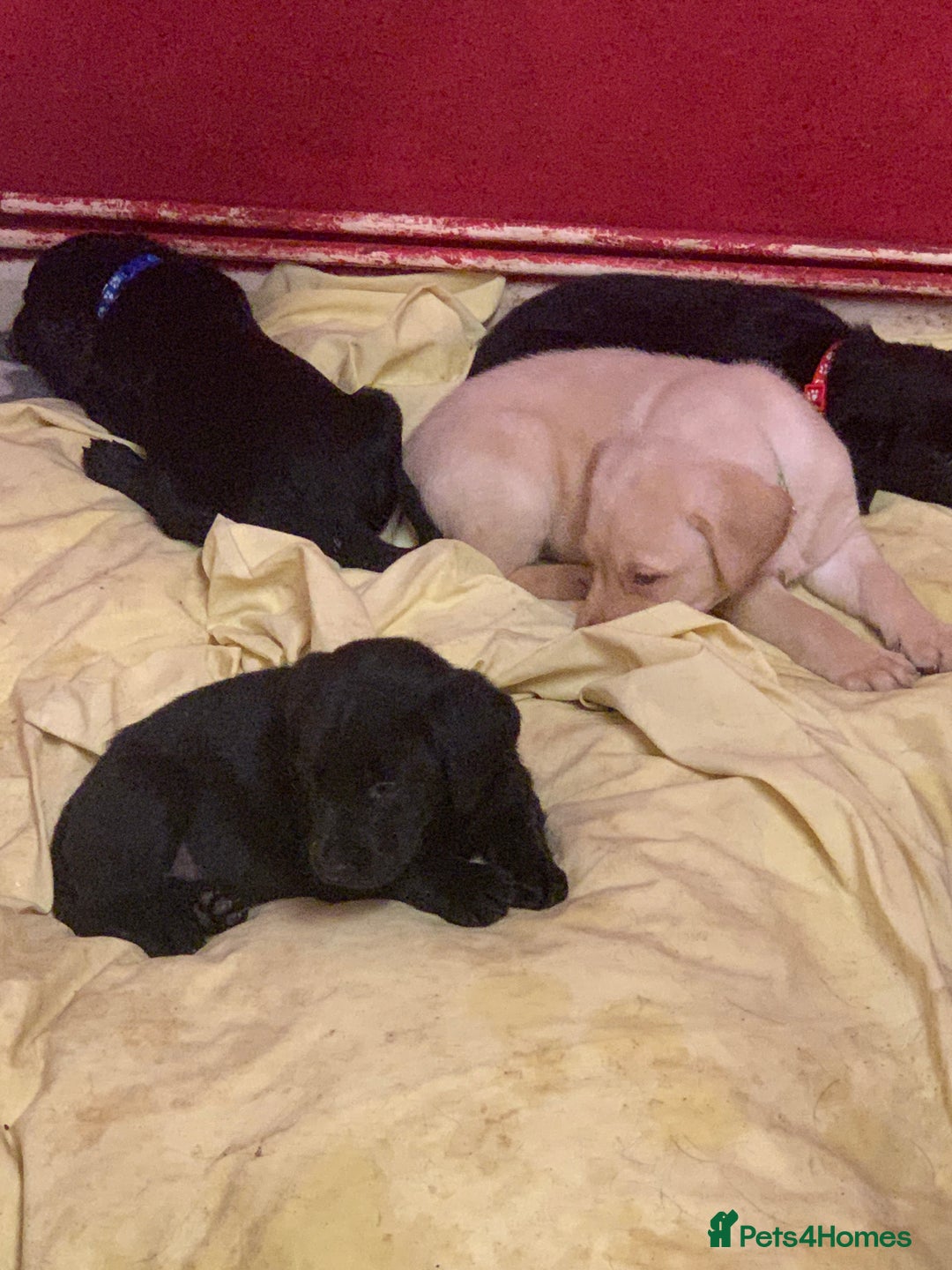 Labrador Retriever dogs for sale: Labrador puppies in Bridgend - Image 14