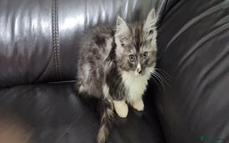 Maine Coon cats for sale: Pure maine coon kittens - Advert 8