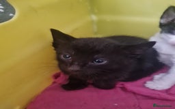 European cats for sale: 6 Kittens ready to find their new homes!! - Image 8