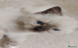 Ragdoll cats for sale: Three Ragdoll kittens - Image 13