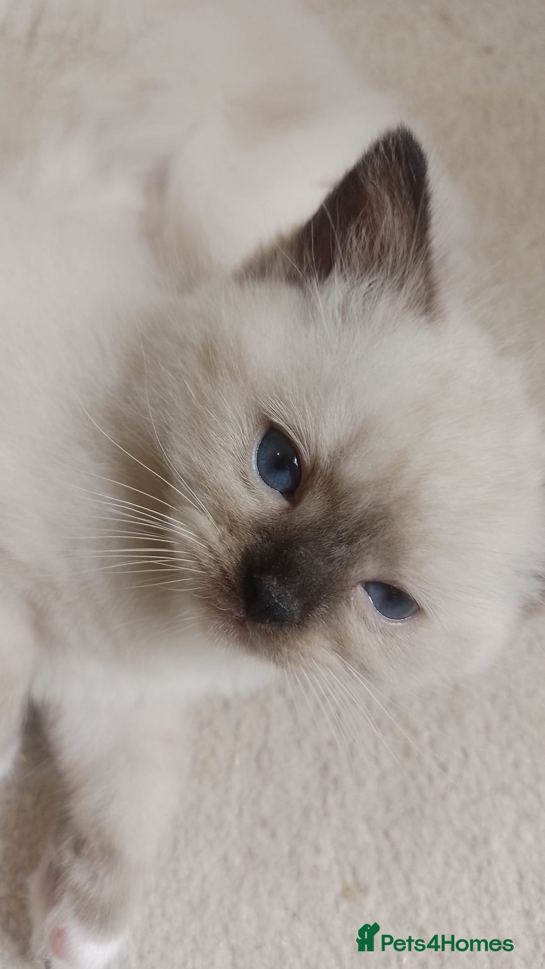 Ragdoll cats for sale: Three Ragdoll kittens - Image 13