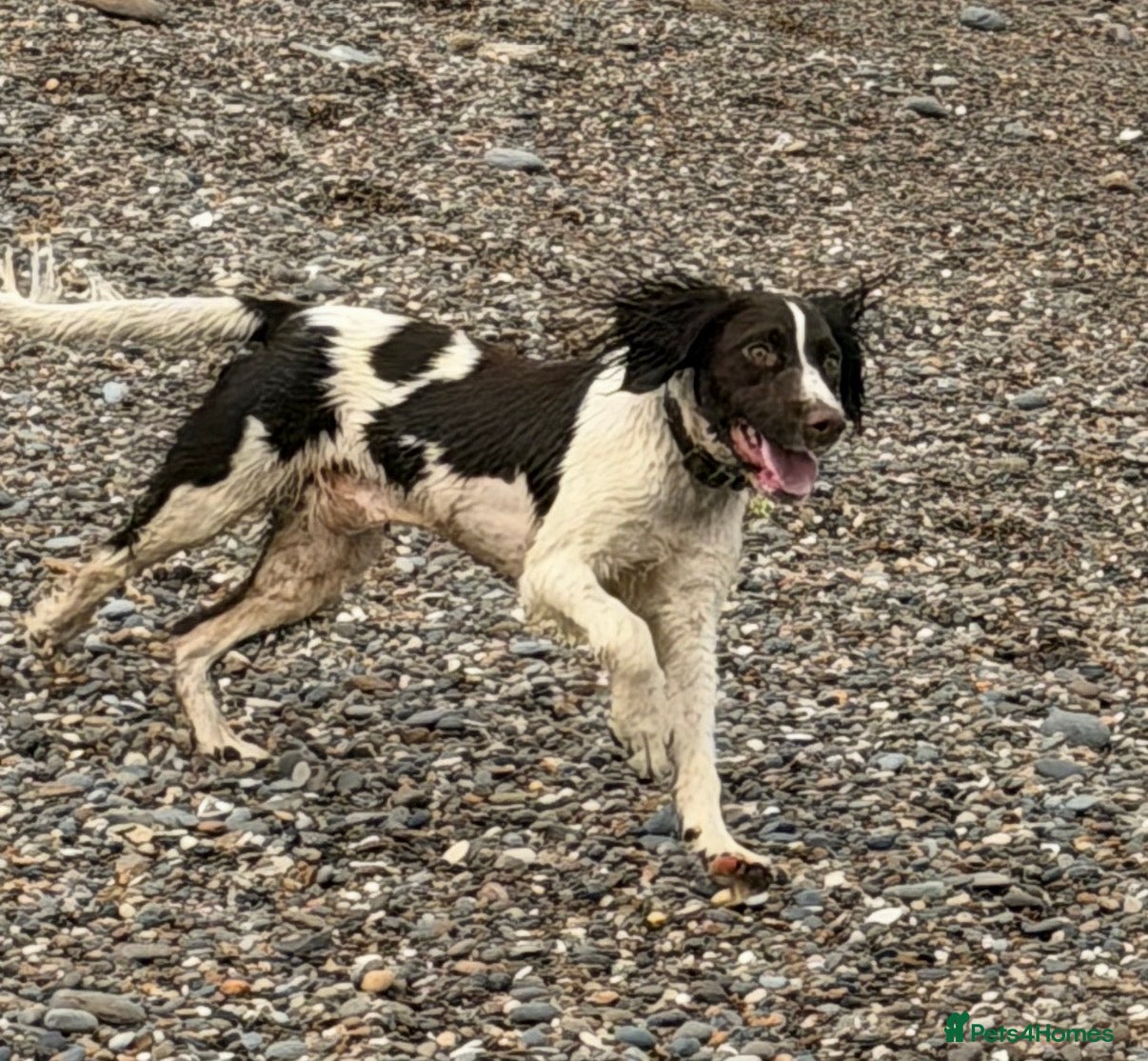 English Springer Spaniel dogs Springer Spaniel Male 11 months - Advert 1
