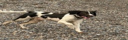 English Springer Spaniel dogs for sale: Springer Spaniel Male 11 months - Advert 1