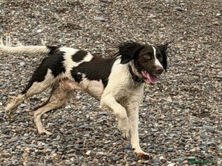 English Springer Spaniel dogs Springer Spaniel Male 11 months - Advert 5