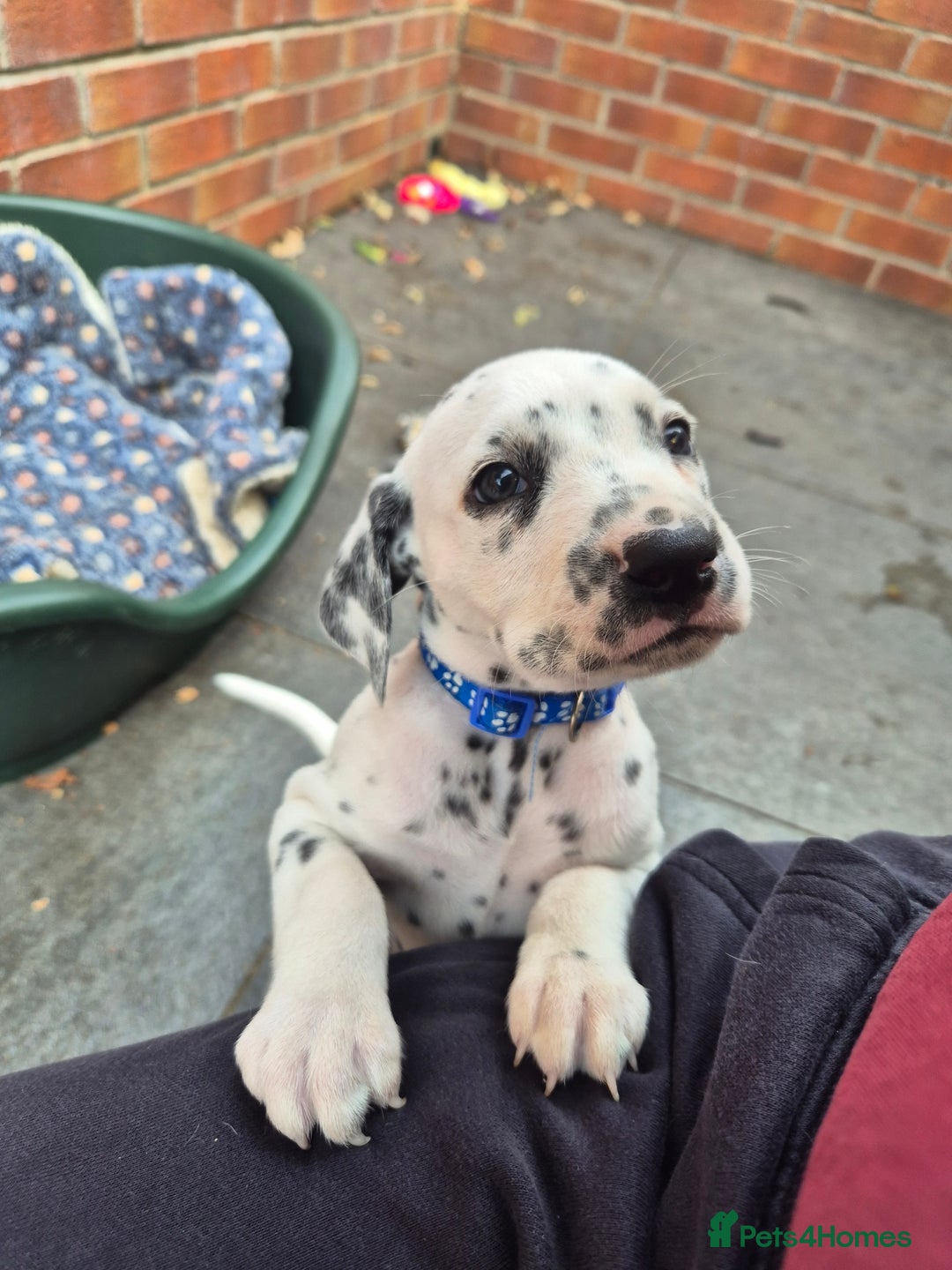 Dalmatian dogs for sale: 💙last LUA boy 💙 KC reg - Image 5
