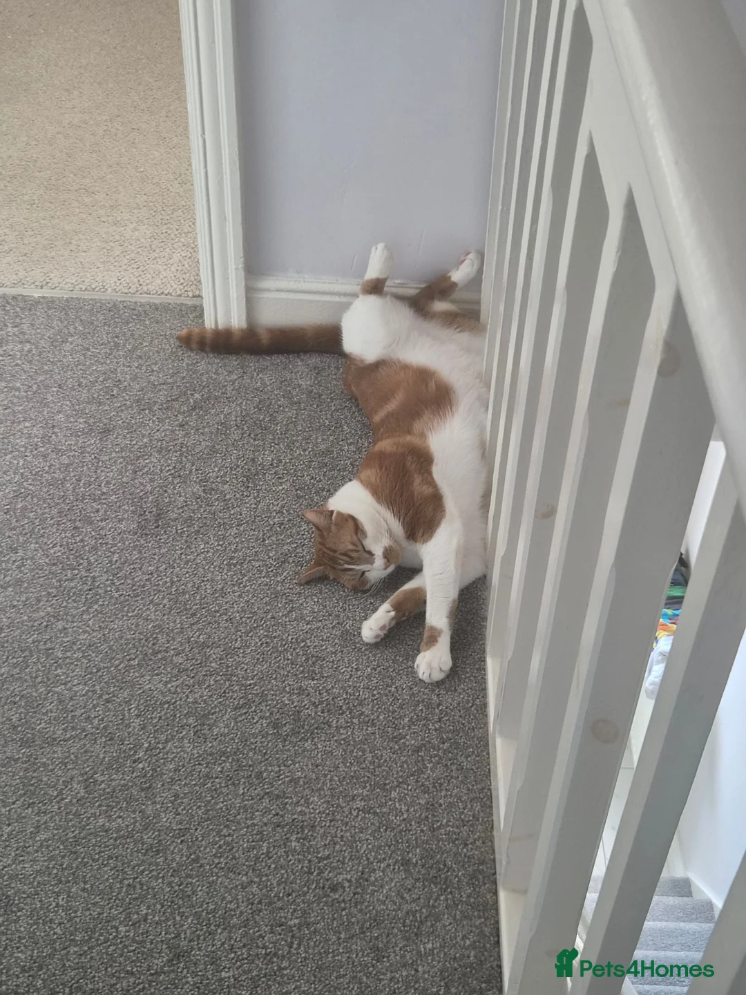 Domestic Shorthair cats for sale: Gizmo - Advert 2