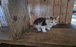 Domestic Shorthair cats for sale: Beautiful family raised kittens  - Image 8