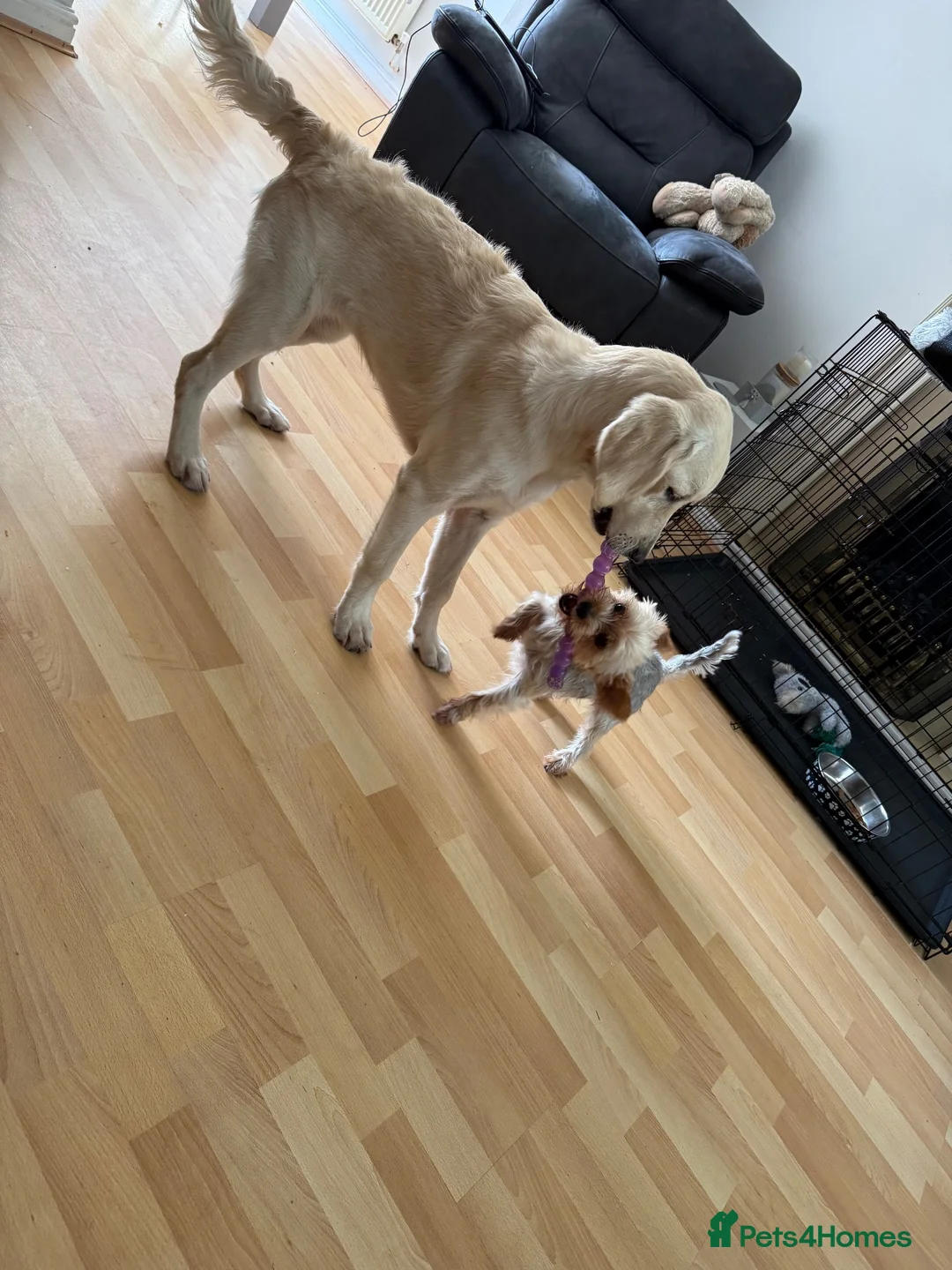 Golden Retriever dogs for sale: Kc  6 month old female golden retriever  in Coventry - Advert 5