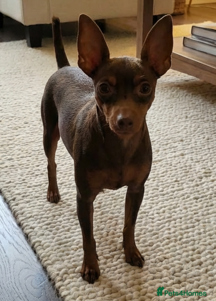 Miniature Pinscher dogs Beautiful Miniature Pinscher Puppies  - Advert 15