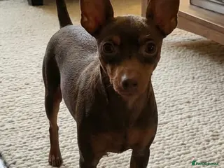 Miniature Pinscher dogs Beautiful Miniature Pinscher Puppies - Advert 1