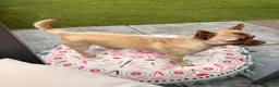 Chihuahua dogs for sale: Male Chihuahua 13 months old - Advert 4
