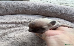 French Bulldog dogs for sale: Litter of mixed colour French bulldog puppies  - Advert 28