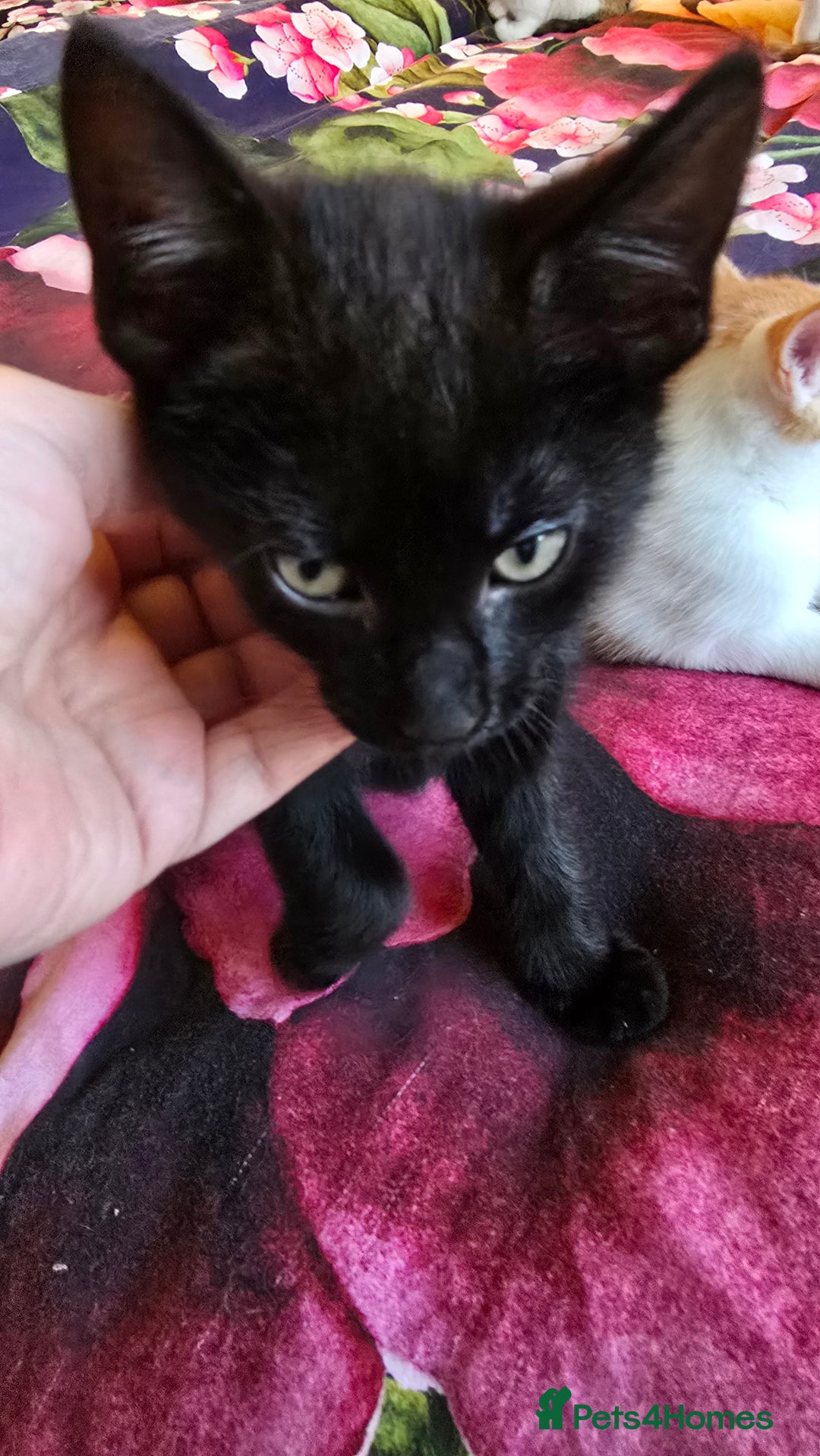 Mixed Breed cats for sale: Kittens - ready to go now. - Advert 6