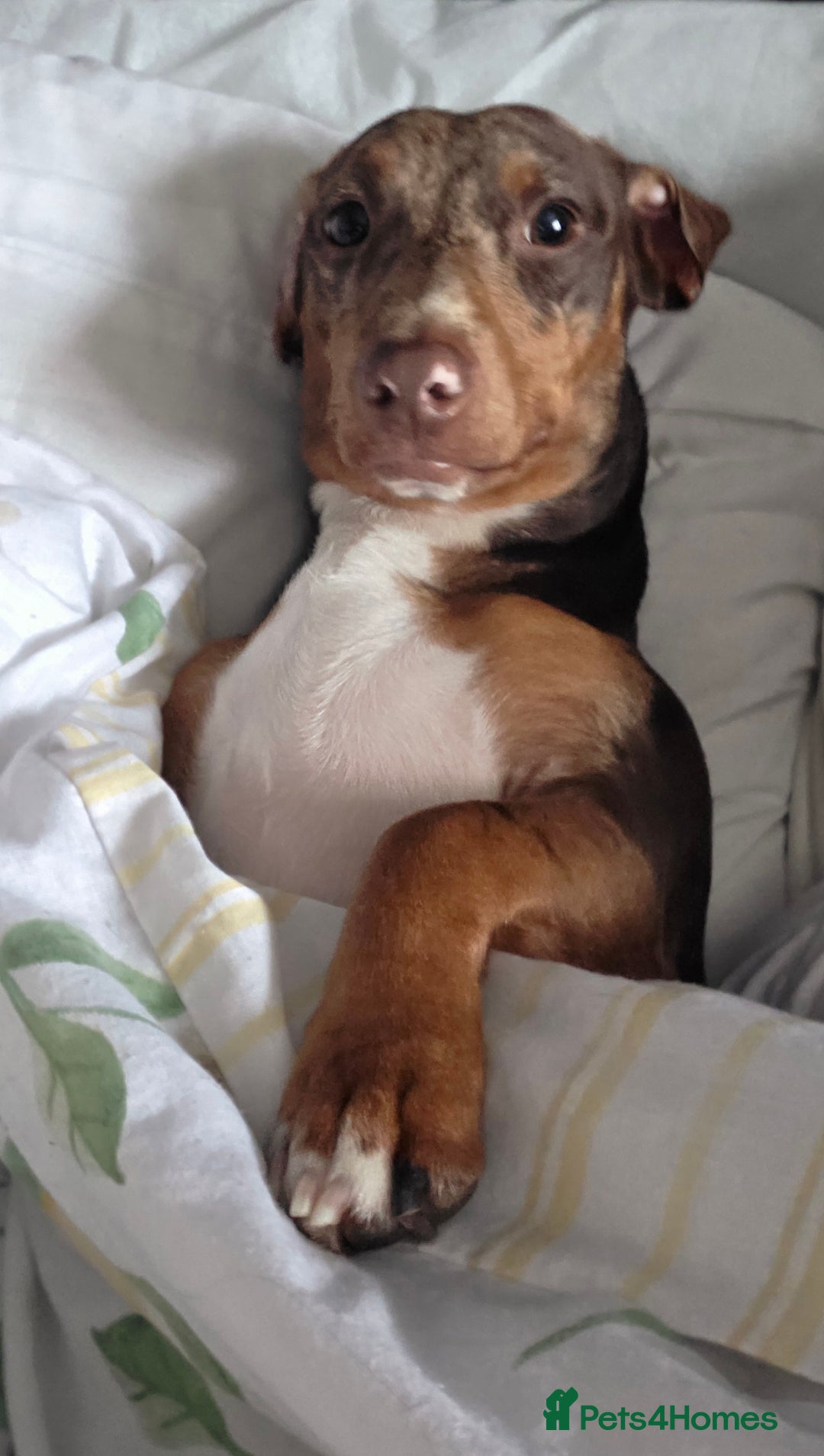 Dachshund dogs for stud: Daushound available for stud.  - Advert 2