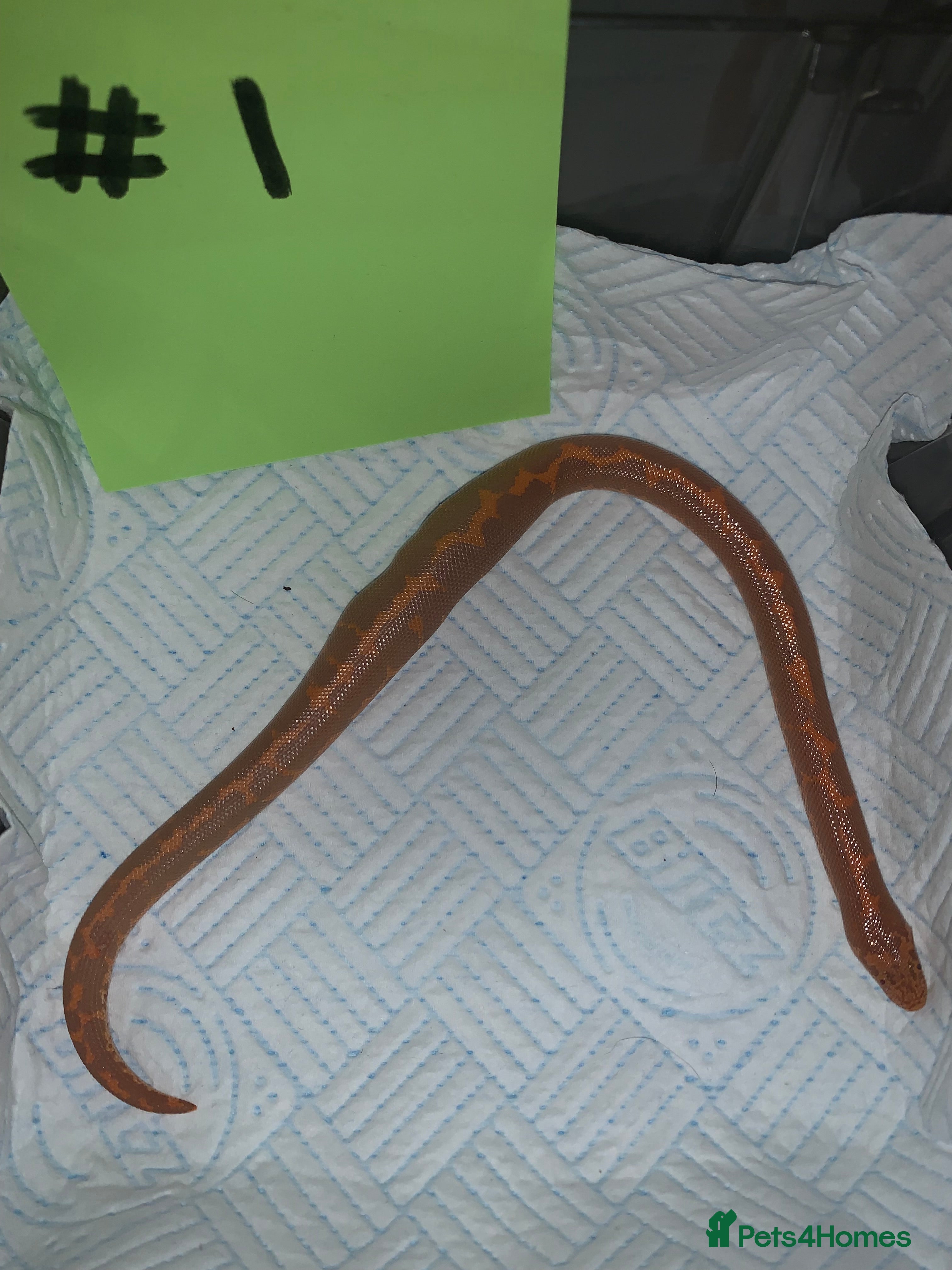 Boa Snake reptiles Kenyan sand boas for sale Essex  - Advert 1