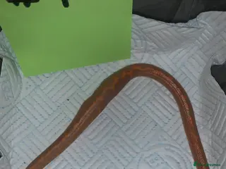 Boa Snake reptiles Kenyan sand boas for sale Essex - Advert 1