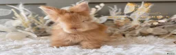 Angora rabbits for sale: BEAUTIFUL LITTER OF ANGORAS - Advert 26