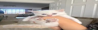 Ragdoll 1