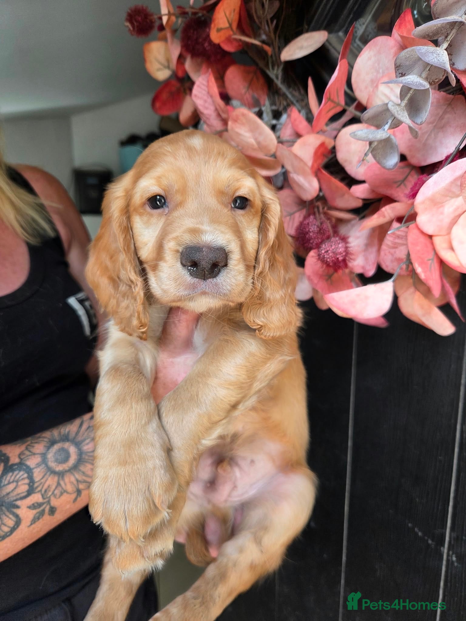 Cocker Spaniel dogs Golden cocker spaniel pups  - Advert 10