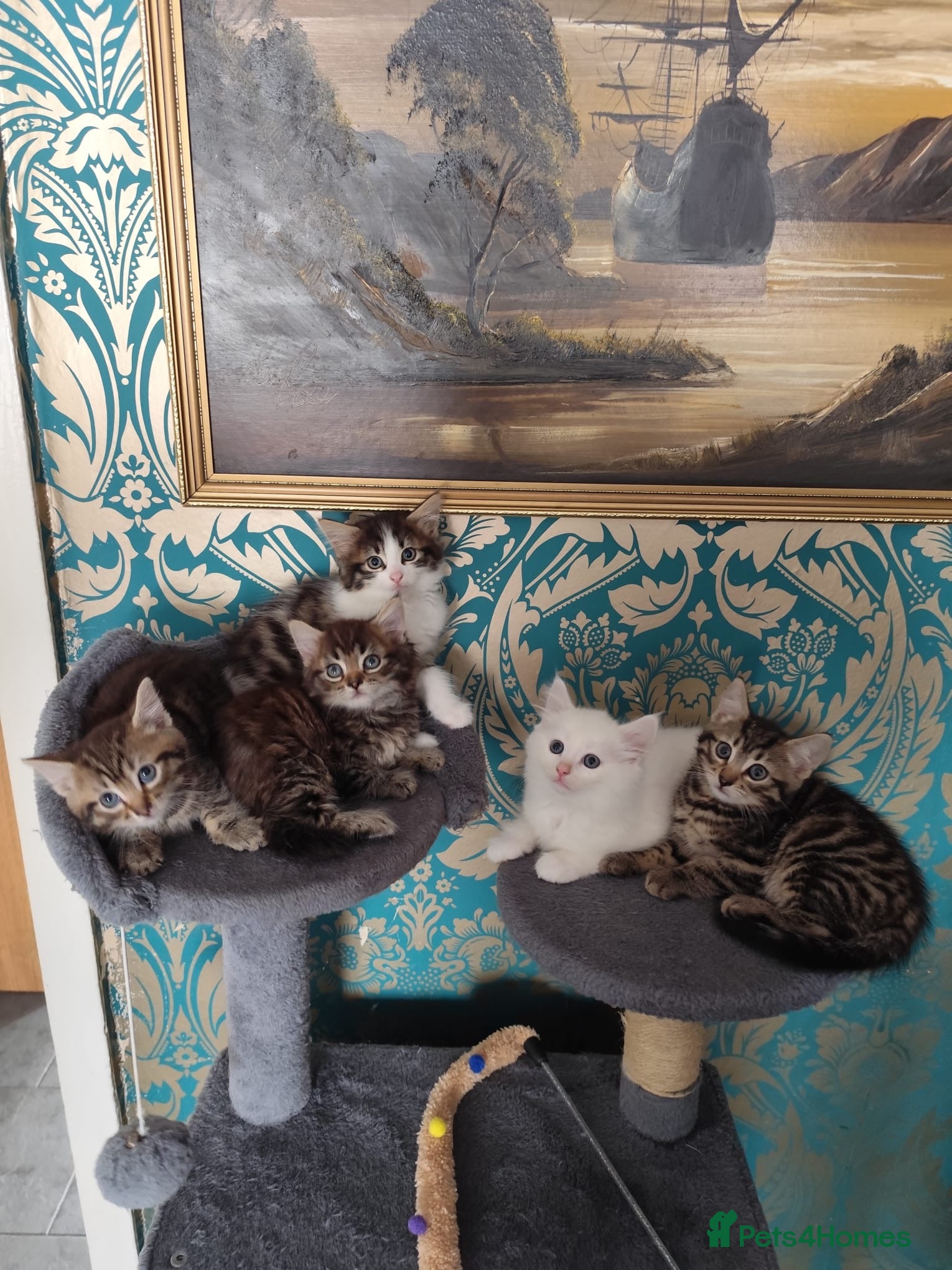 Mixed Breed cats Beautiful kittens ready for new home - Advert 2