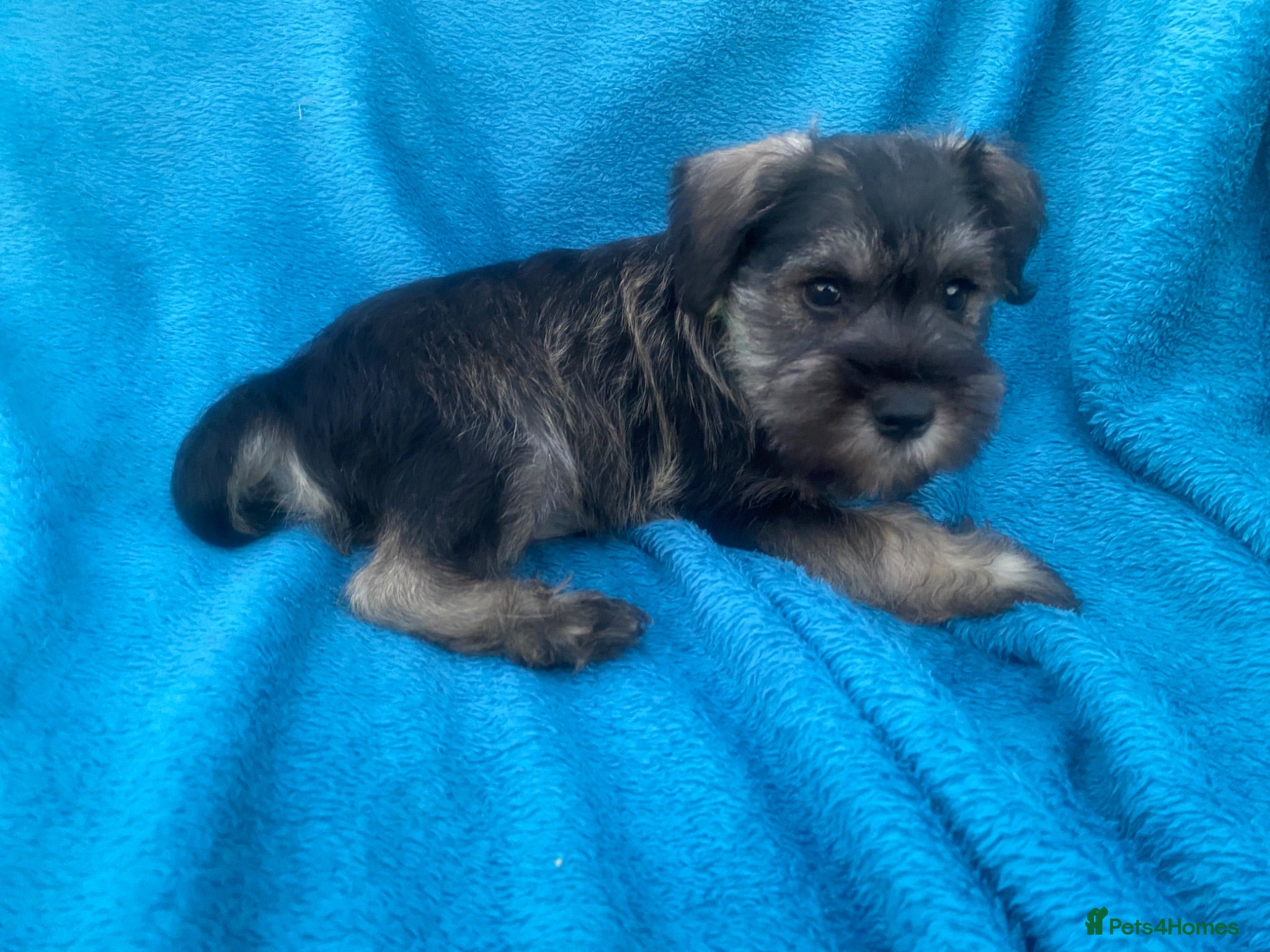 Miniature Schnauzer dogs Miniature schnauzer  - Advert 2