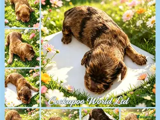 Cockapoo dogs DNA CLEAR,stunning cockapoos, ready 18th September - Advert 17