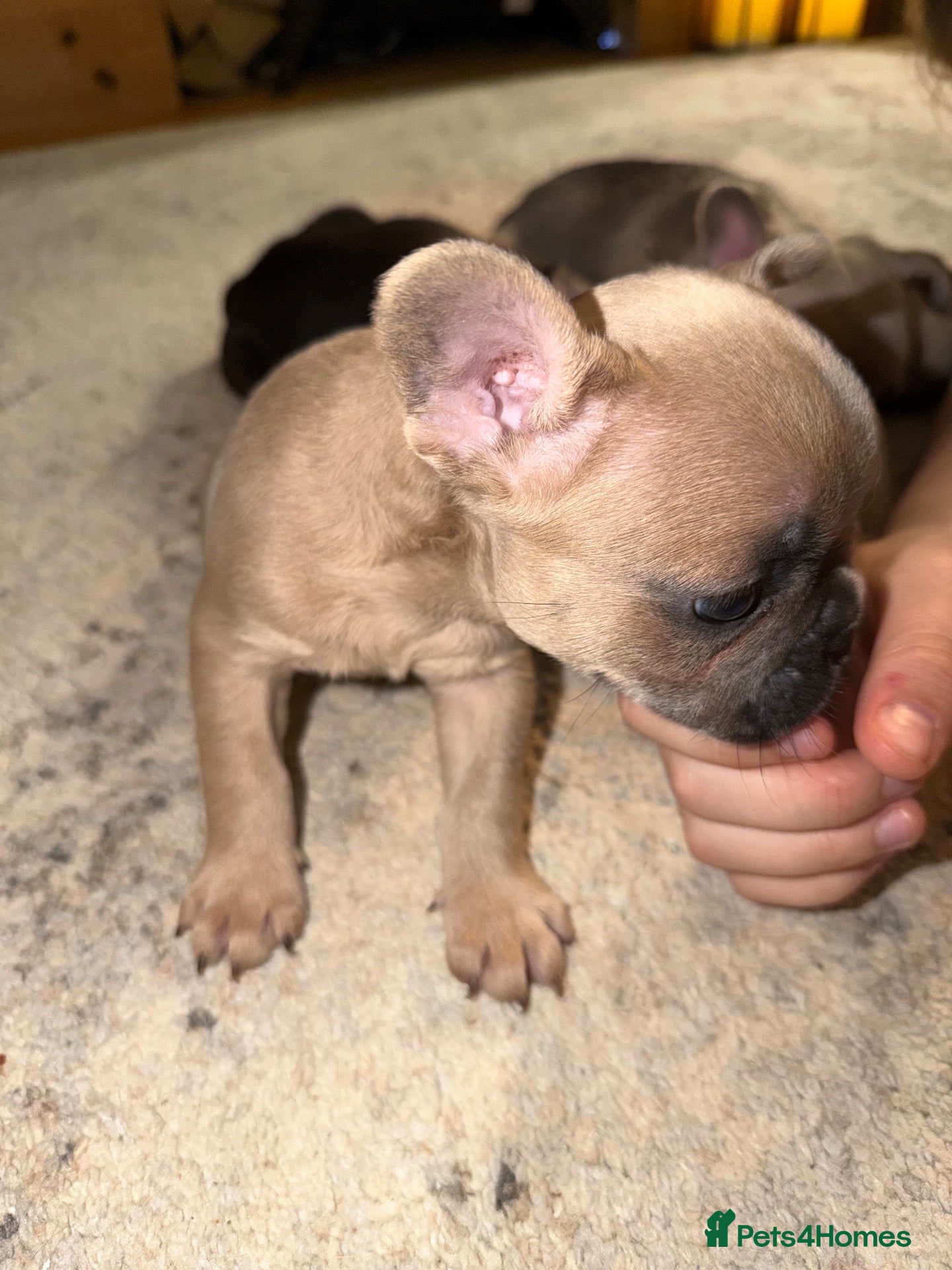 French Bulldog dogs for sale: 3 Gorgeous French Bulldog puppies  - Advert 1