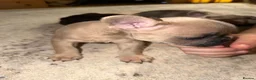 French Bulldog dogs for sale: 3 Gorgeous French Bulldog puppies  - Advert 1