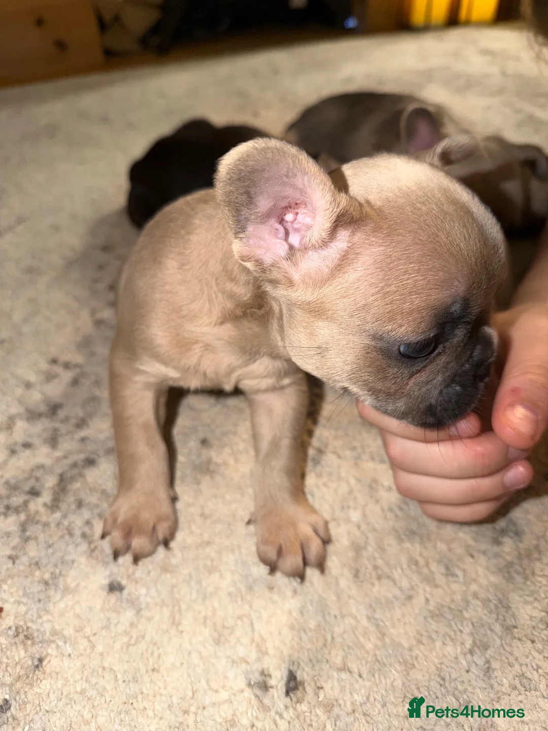 French Bulldog dogs for sale: 3 Gorgeous French Bulldog puppies  - Advert 1
