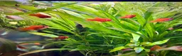 Platies fish for sale: Tropical Fish–Platty, Blue Cichlids, Swordtails - Advert 4
