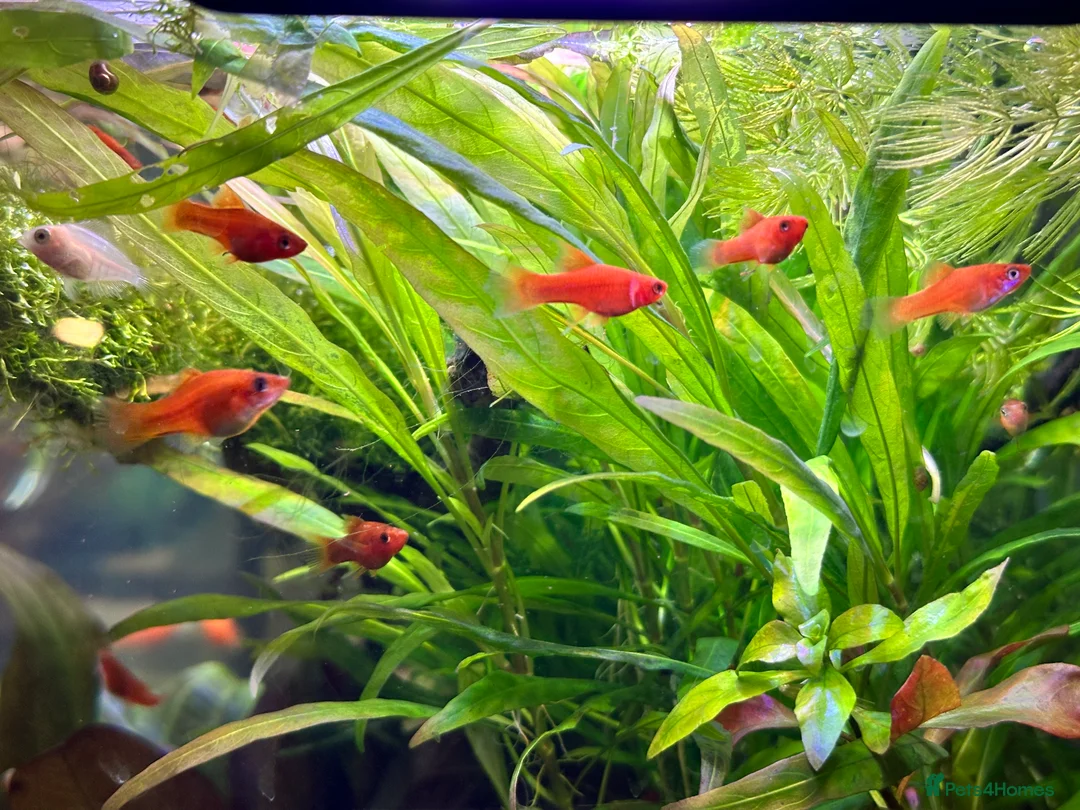 Platies fish for sale: Tropical Fish–Platty, Blue Cichlids, Swordtails - Advert 4