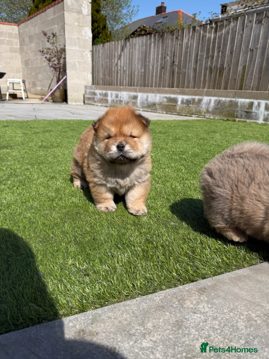 Chow Chow dogs for sale: 2 beautiful chow puppies 🐶  - Advert 1