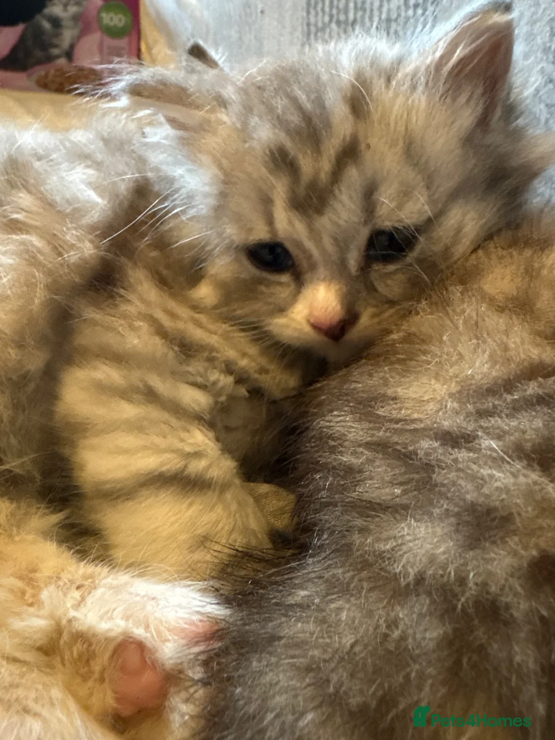 British Shorthair cats for sale: British shorthair X - Advert 2