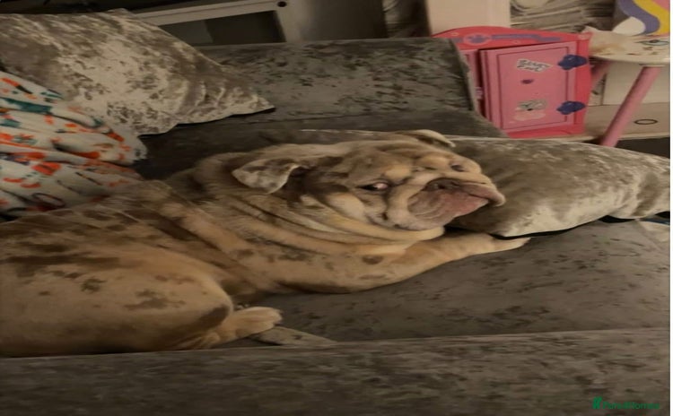 English Bulldog dogs - Advert 1