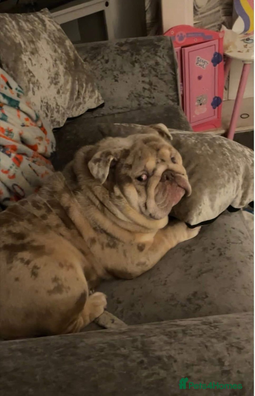 English Bulldog dogs for sale: FREE‼️ , boss🥹💙 - Image 1