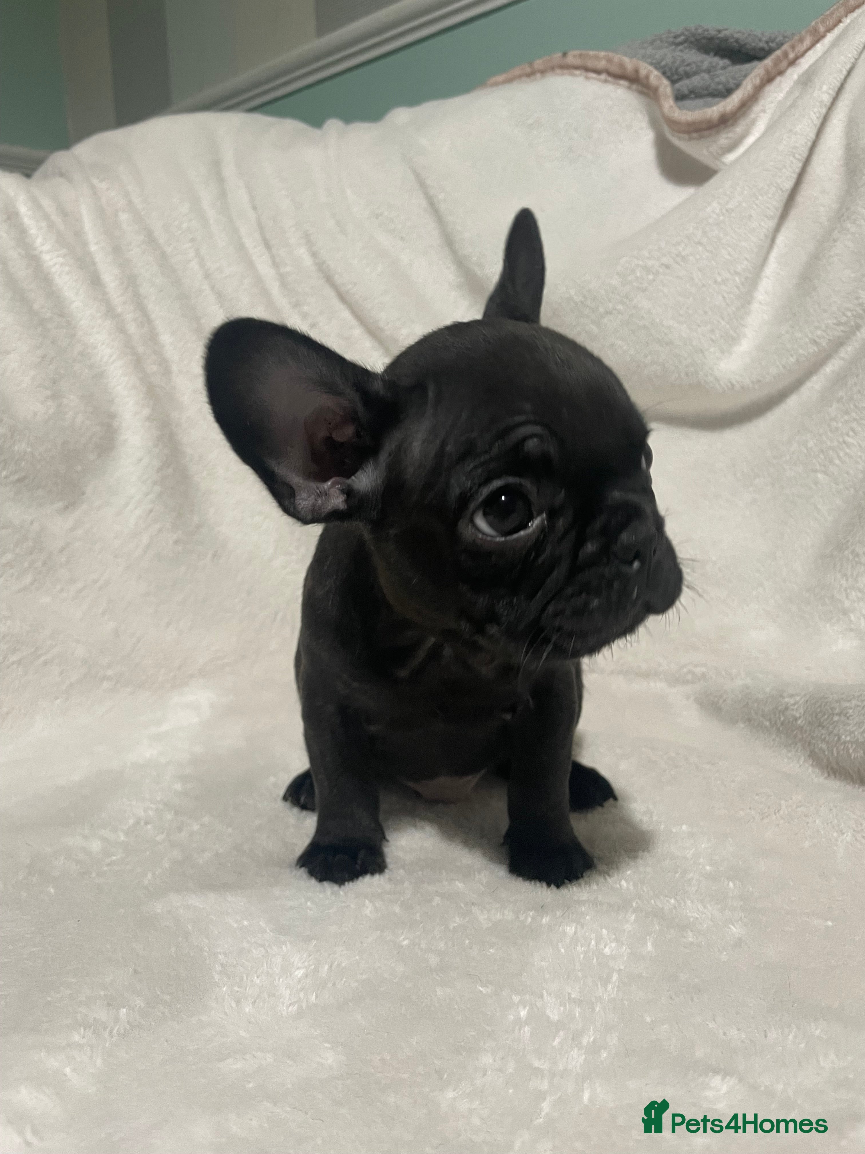 French Bulldog dogs French bulldog puppies - Advert 6