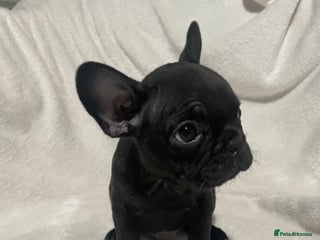 French Bulldog dogs French bulldog puppies - Advert 6