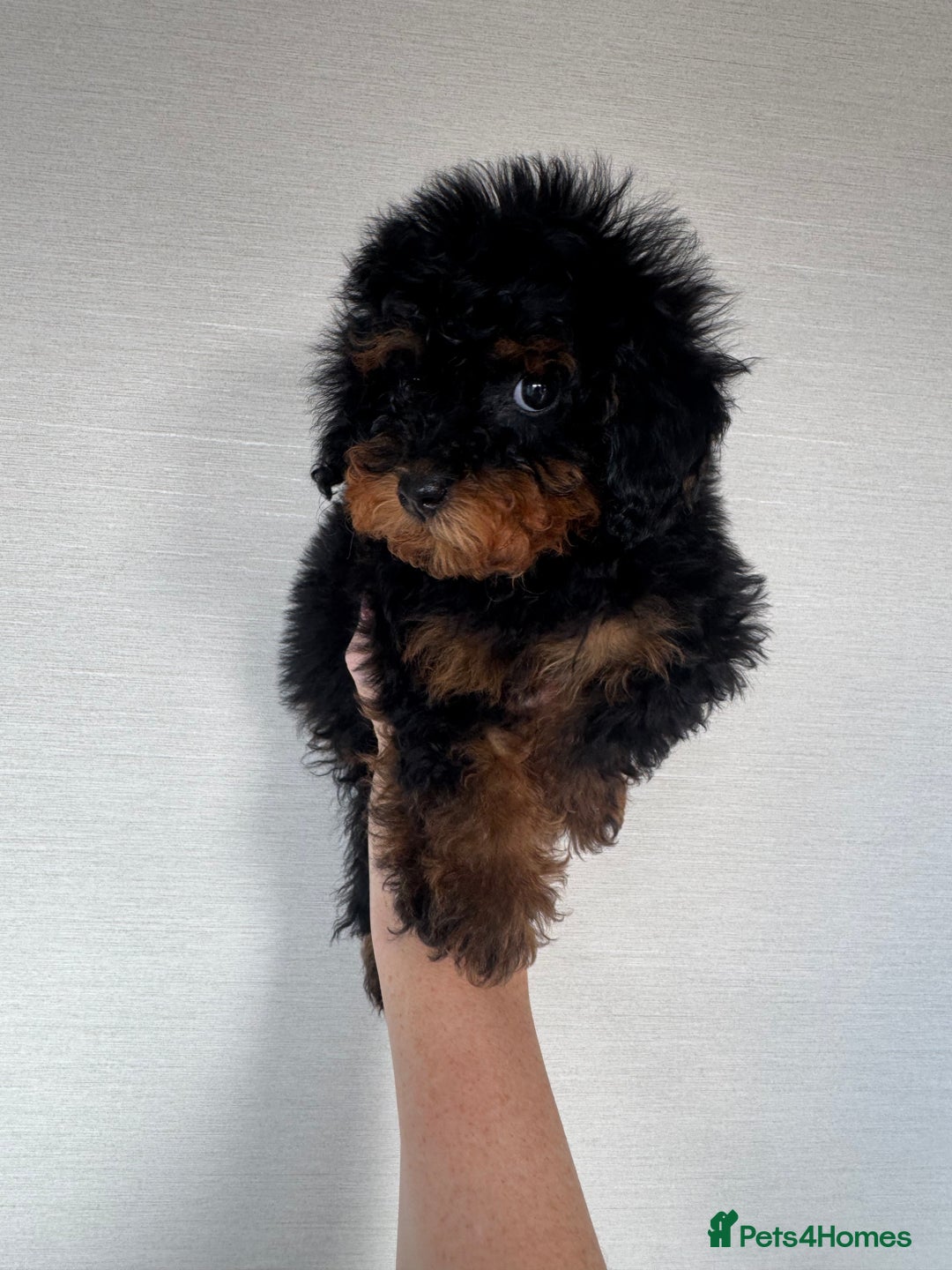 Toy Poodle dogs for sale: Extremely rare blue tiny Kc Reg Toy Poodle Puppy! - Image 17