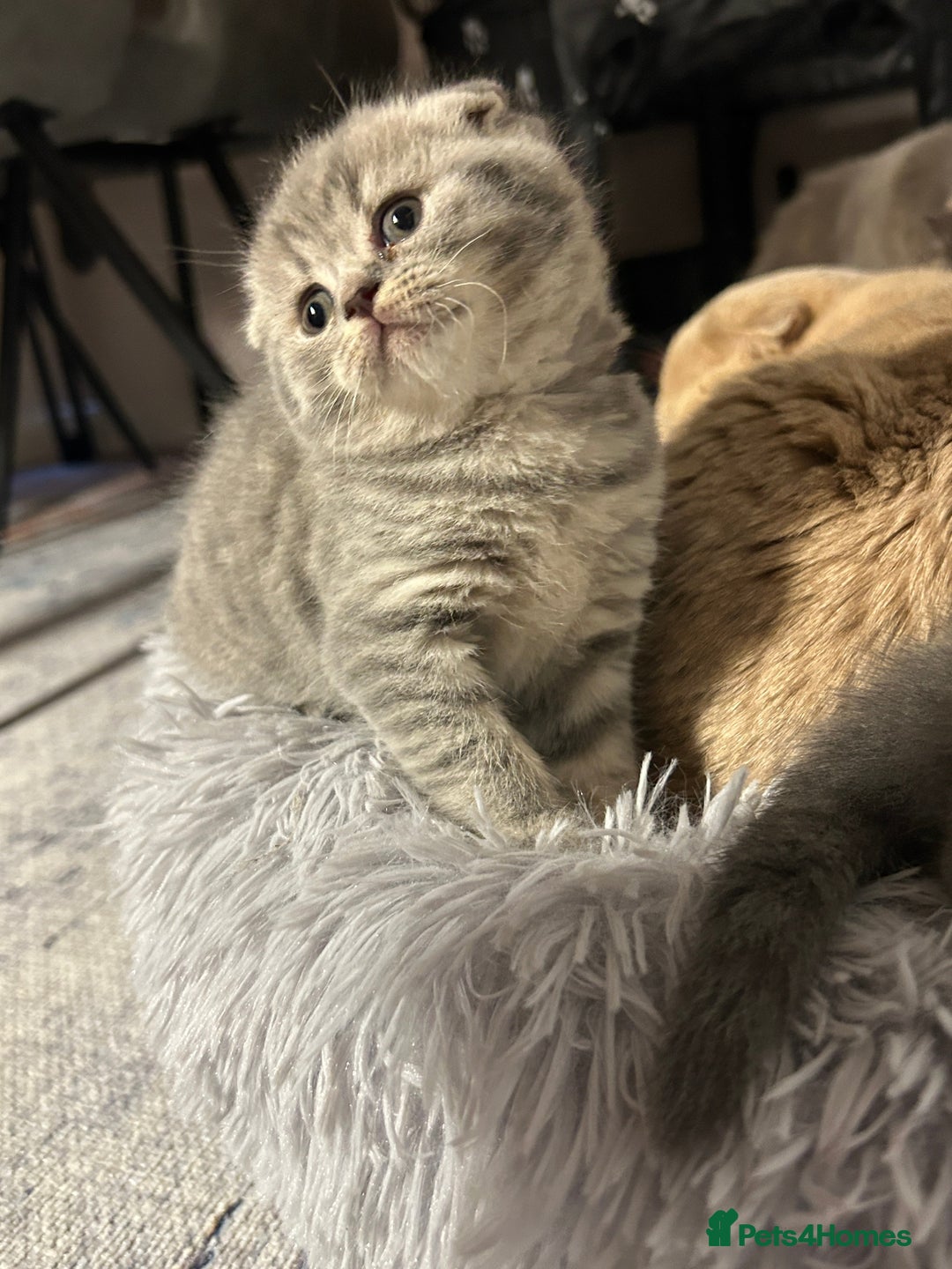 Scottish Fold cats for sale: Scottish Fold Female Kitten Blue/Silver Rare - Advert 3