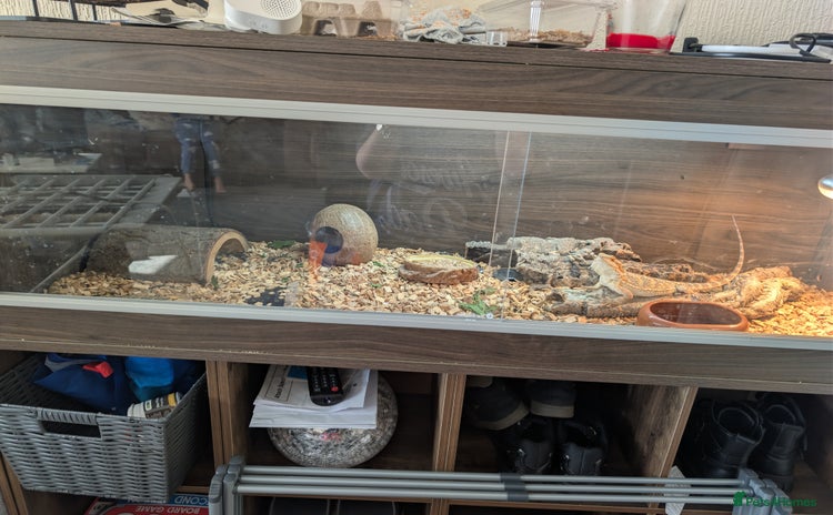 Bearded Dragon reptiles - Advert 1